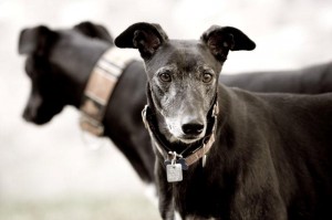 GreyhoundGreyhound adoption